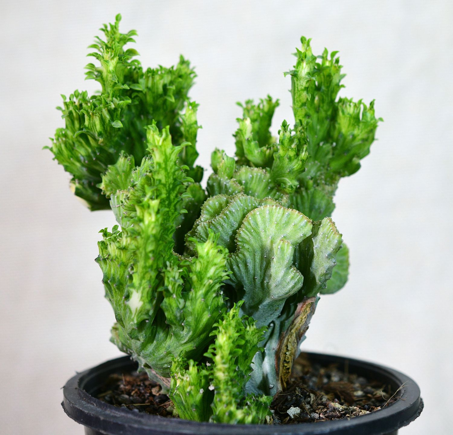Euphorbia lactea mint variegation crest Rooted Euphorbia lactea mint variegation crest Rooted front view