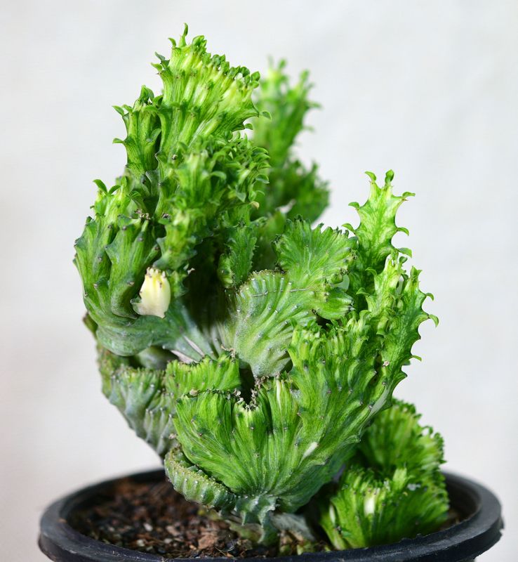 Euphorbia lactea mint variegation crest Rooted side angle