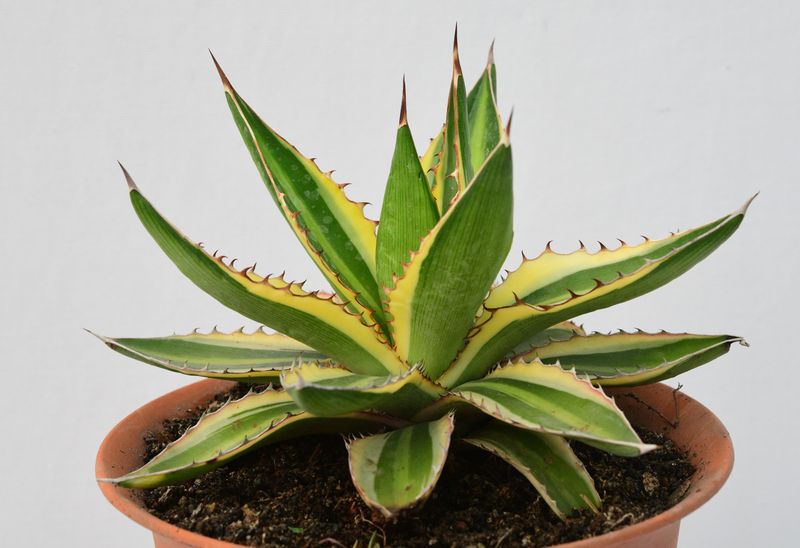 Agave lophantha Super White Agave lophantha Super White