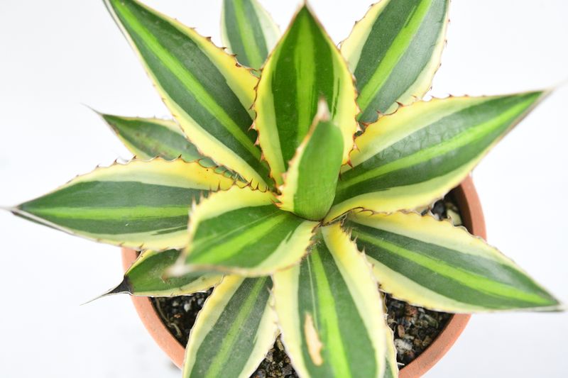Agave lophantha Super White front view