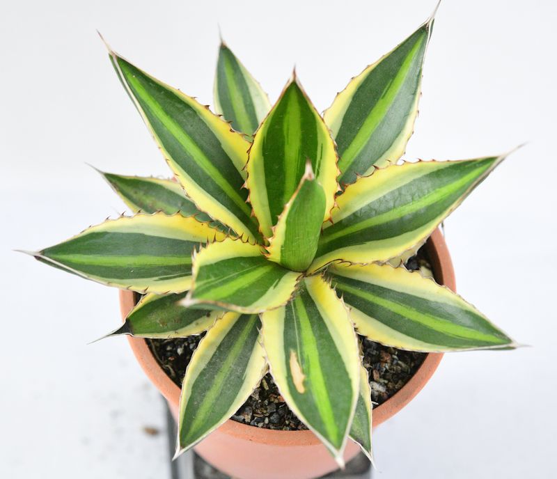 Agave lophantha Super White Agave lophantha Super White top-down view