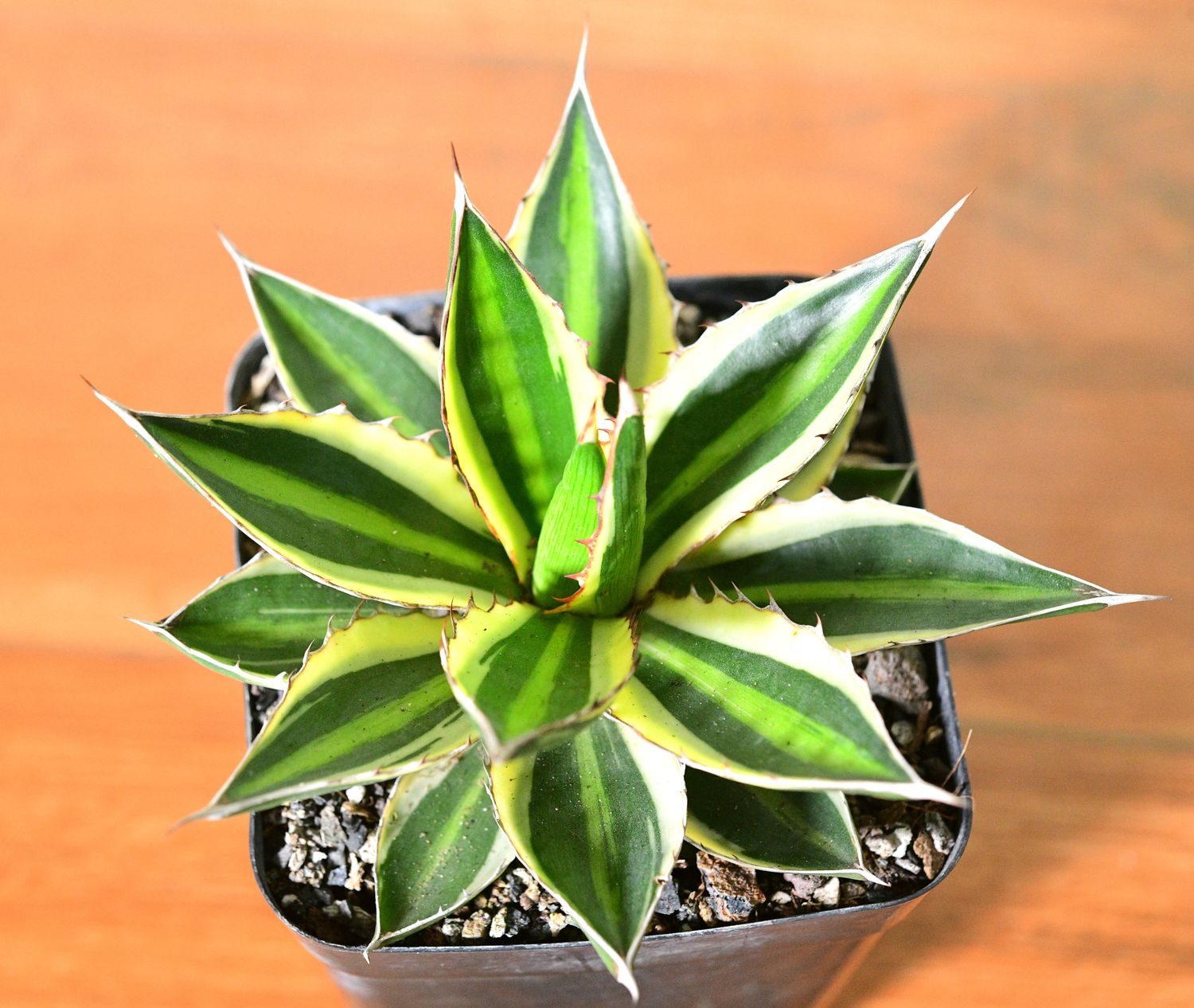 Agave lophantha Super White