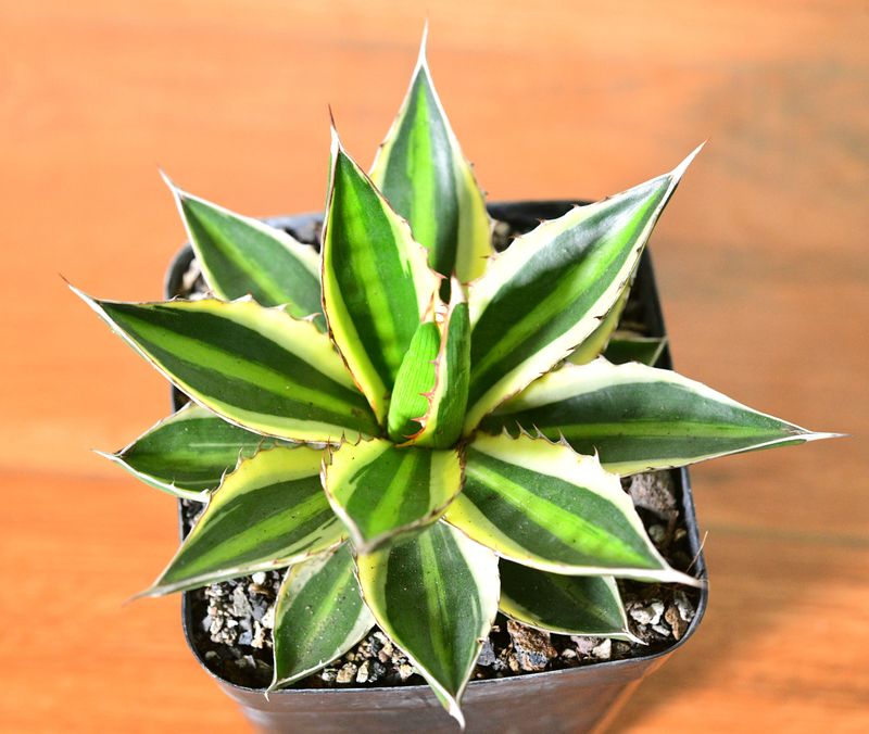 Agave lophantha Super White Agave lophantha Super White