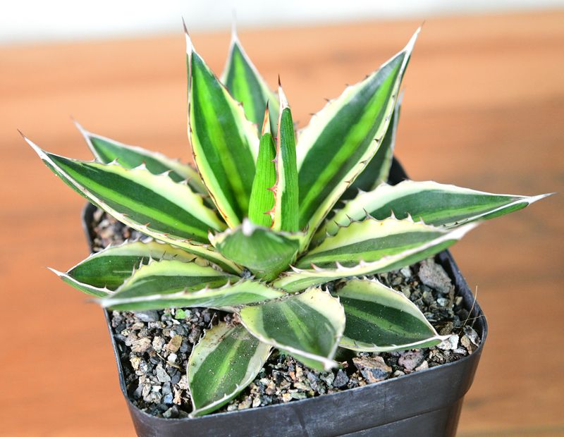 Agave lophantha Super White