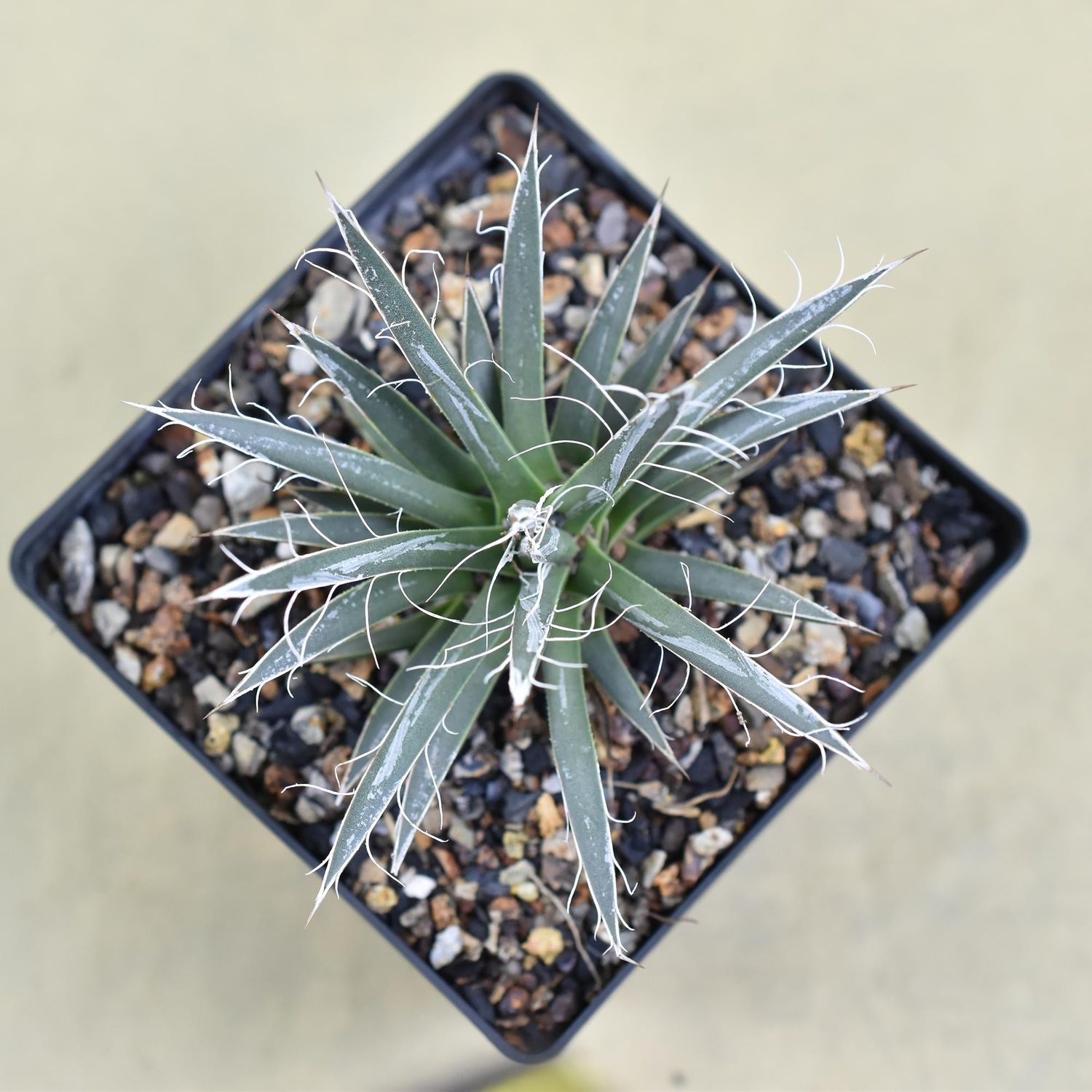 Agave Toumeyana Bella