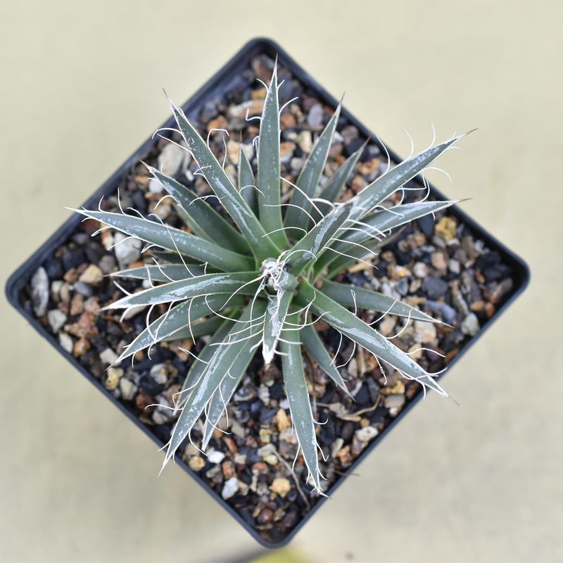 Agave Toumeyana Bella
