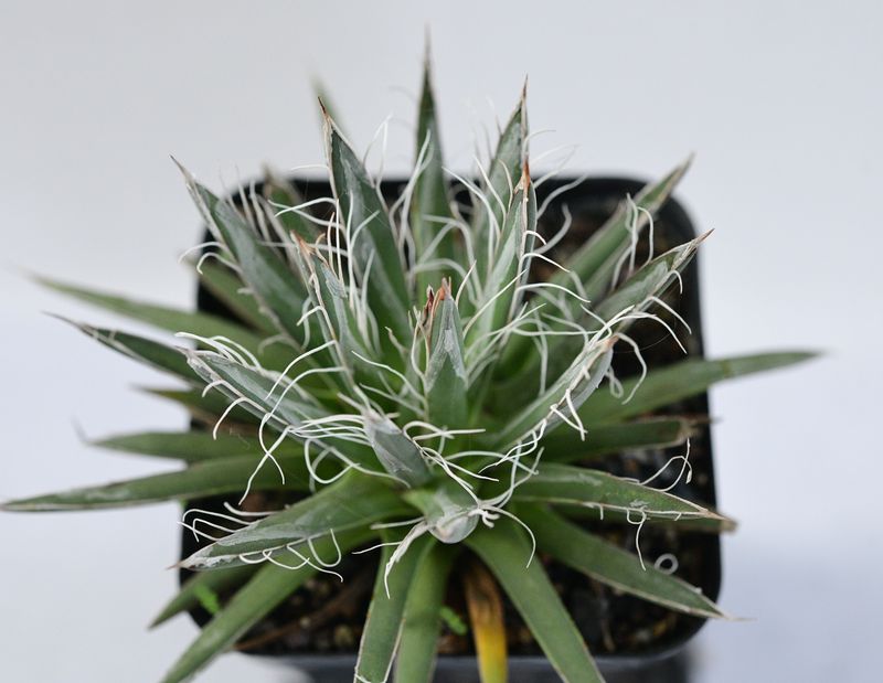 Agave toumeyana Bella Agave toumeyana Bella top-down view