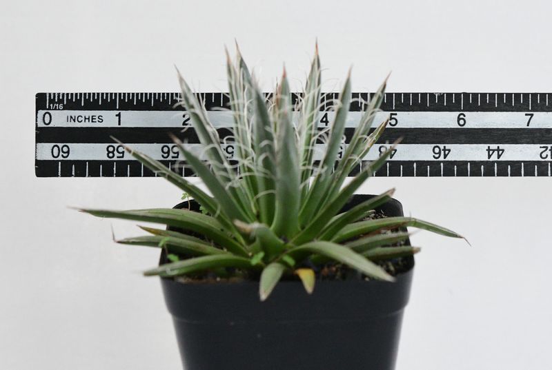 Agave toumeyana Bella with ruler for size reference