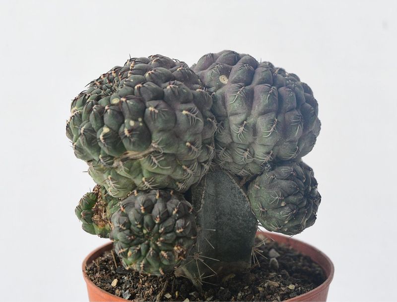 Sulcorebutia Pulchra VS 420 front view