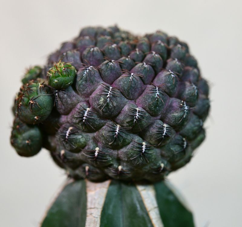 Sulcorebutia pulchra VS 420 top-down view of rounded body