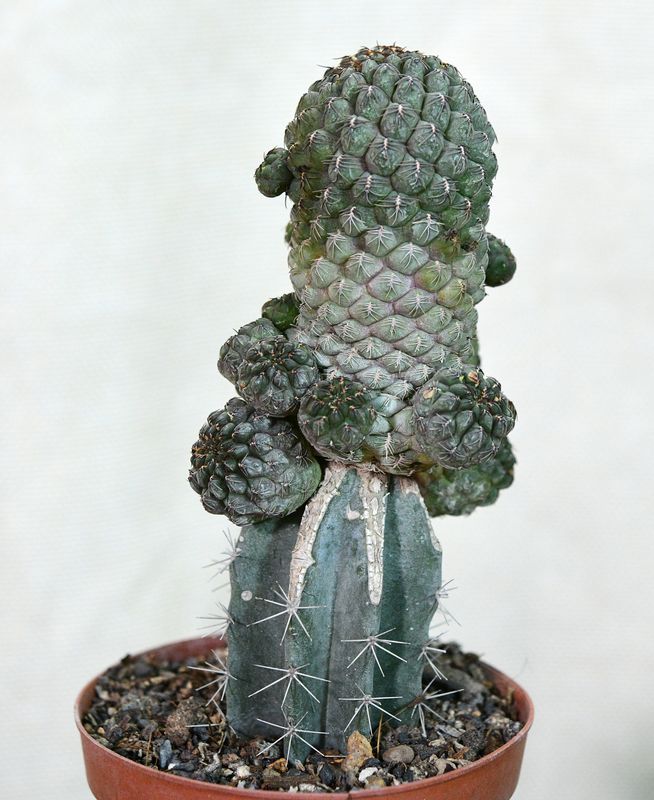 Sulcorebutia pulchra VS 420