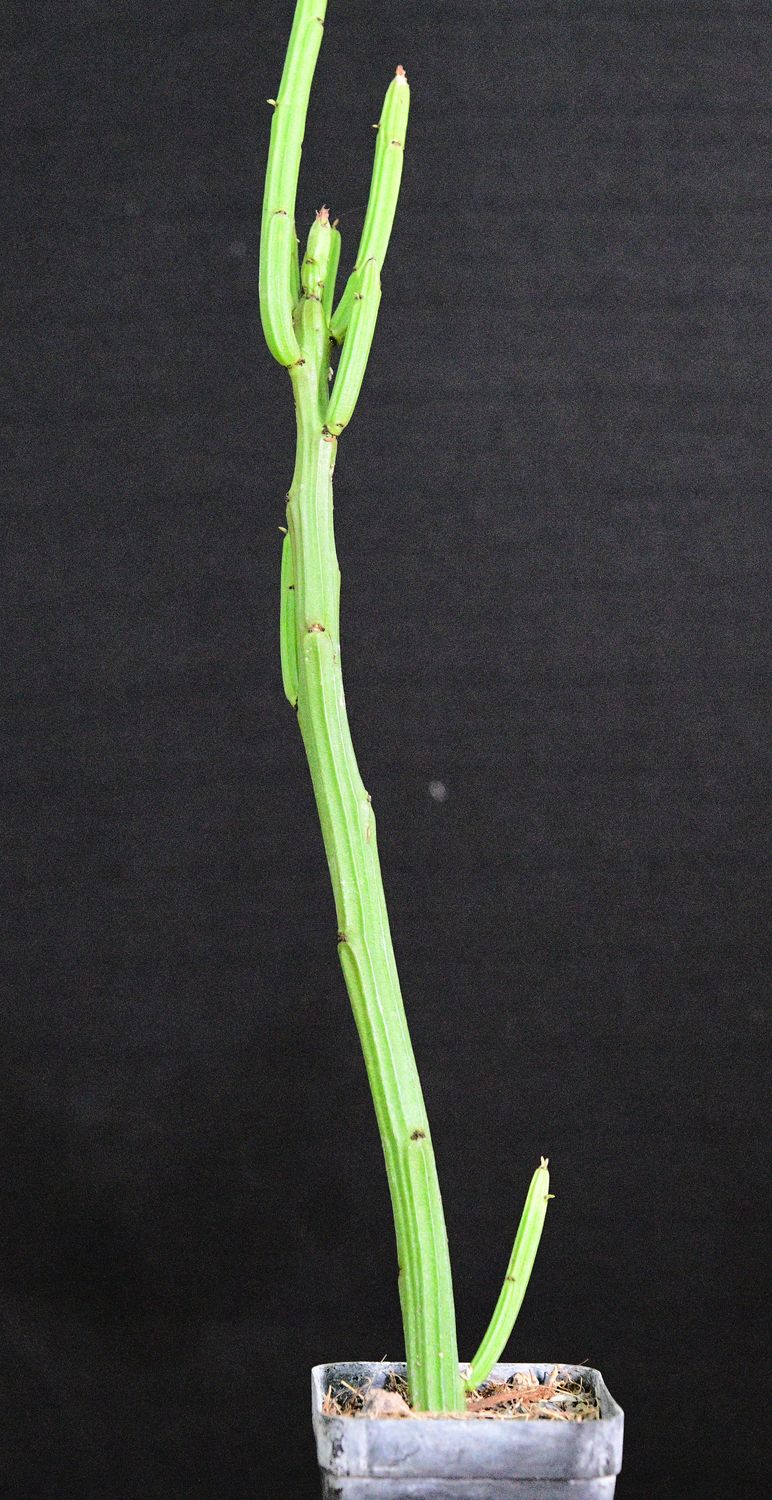 Euphorbia weberbaueri
