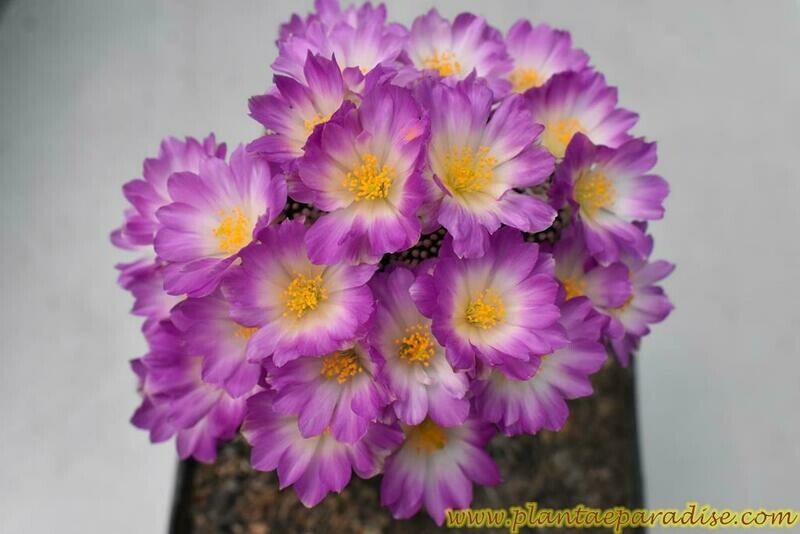 Mammillaria luethyi-with flower