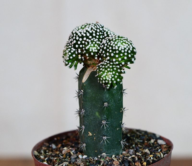 Mammillaria luethyi
