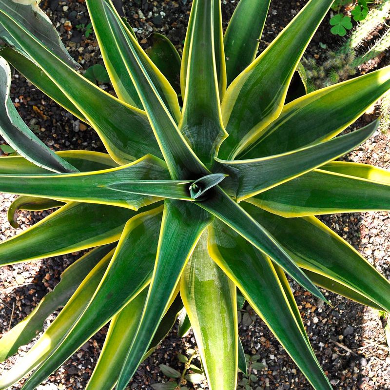 Agave Dismettiana Joe Hawk Specimen plant for display purpose only.