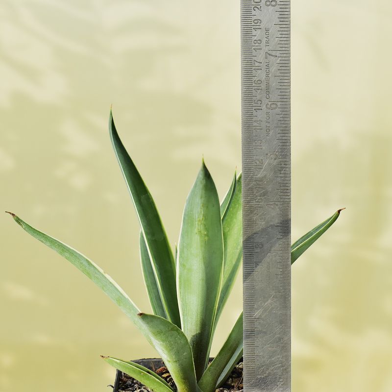 Agave Dismettiana Joe Hawk with ruler for size reference