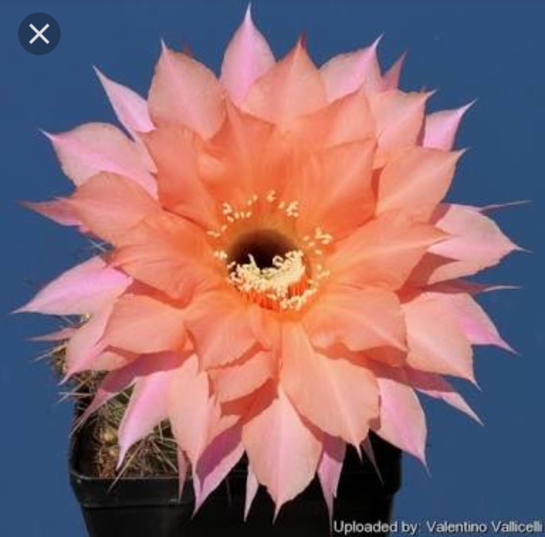 Echinopsis hybrid Spring Blush