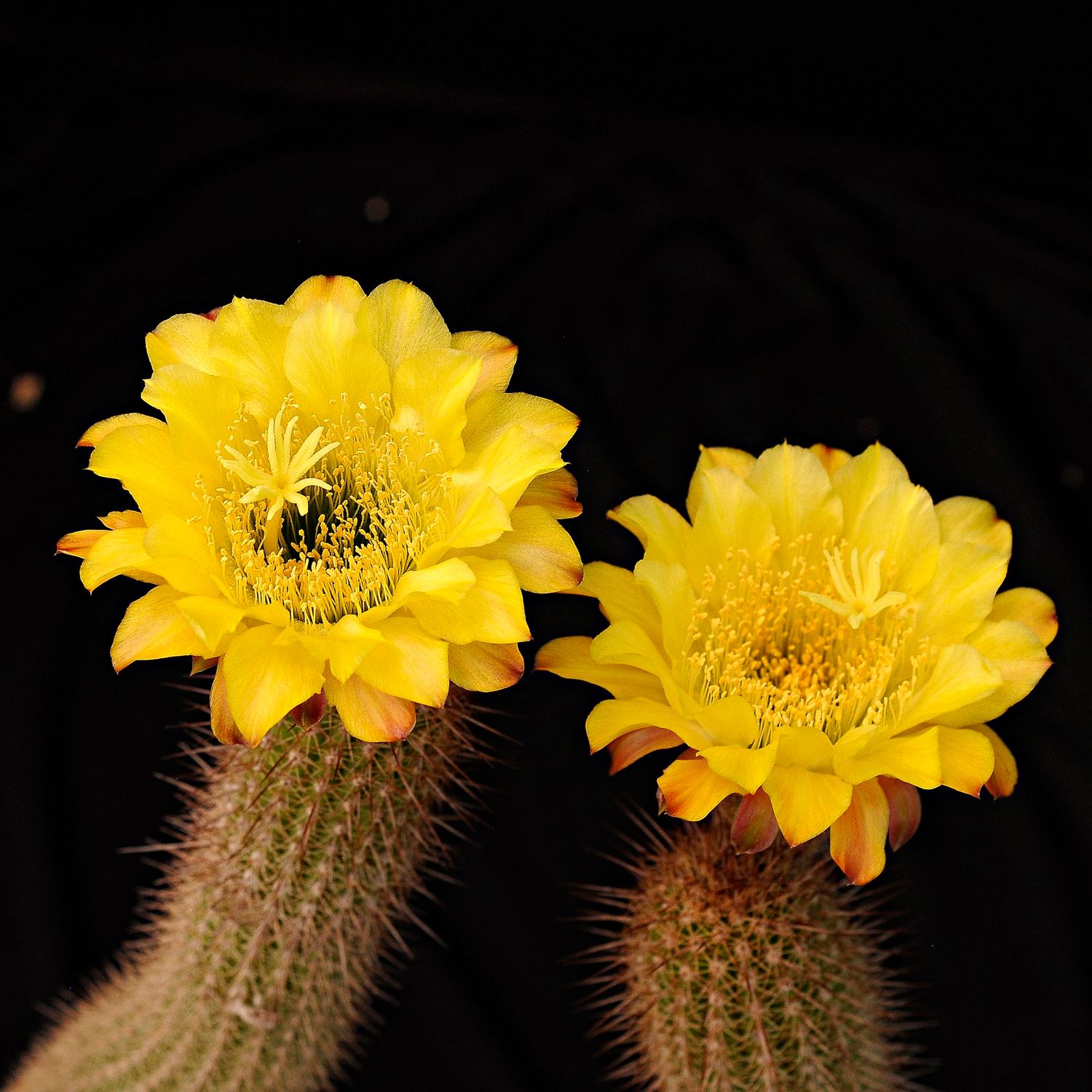 Trichocereus huascha in bloom with bright yellow flowers