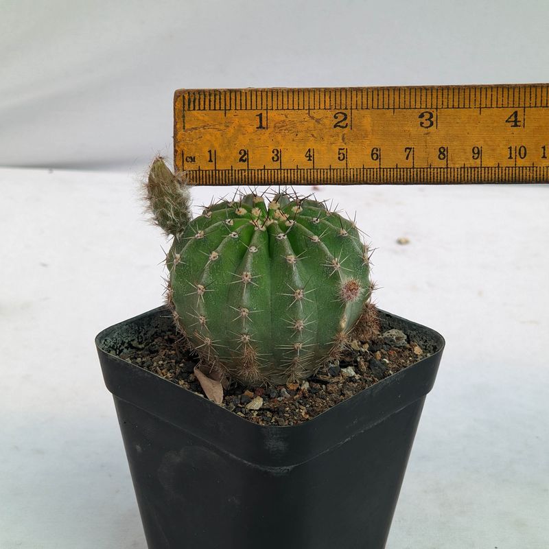 Echinopsis Hybrid "Spring Blush"