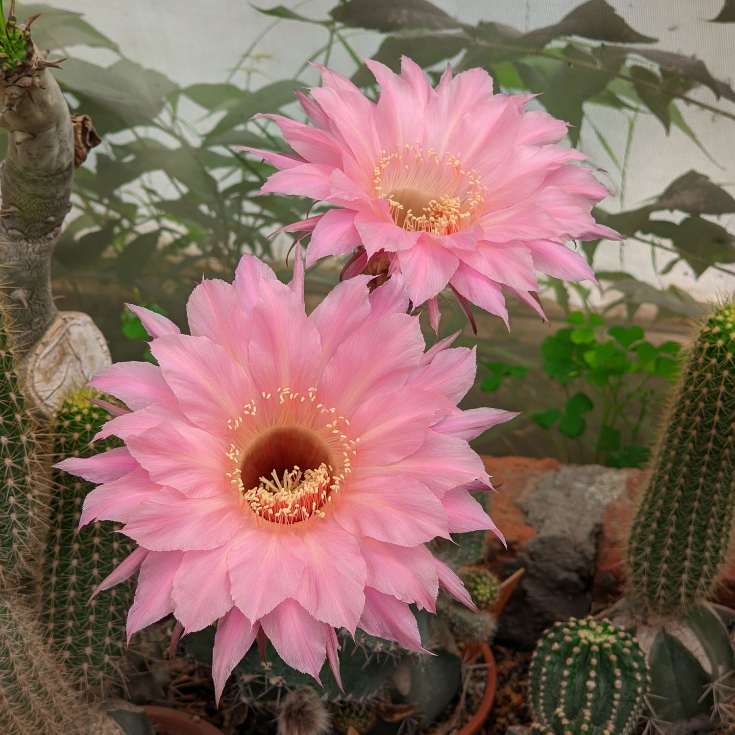Echinopsis Hybrid "Spring Blush"