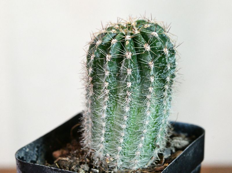 Echinopsis Hybrid "Spring Blush" small specimen in pot