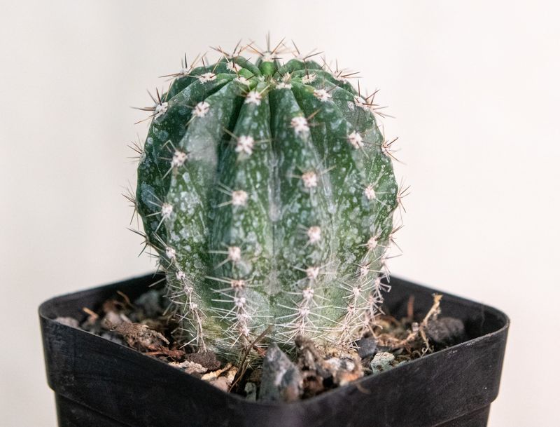 Echinopsis Hybrid "Spring Blush"