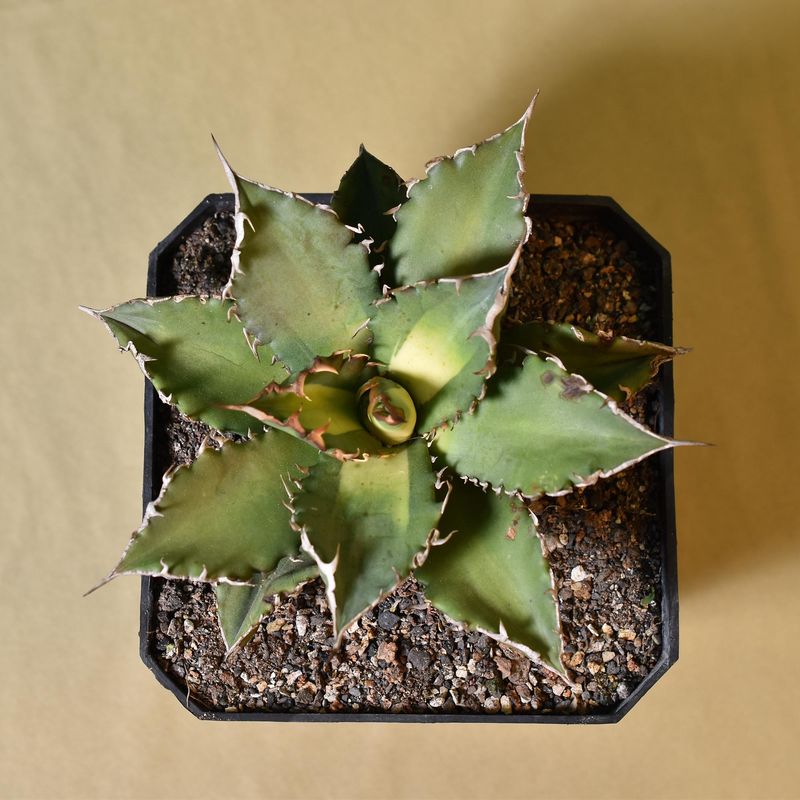 Agave titonata cv 'Solar Eclipse'