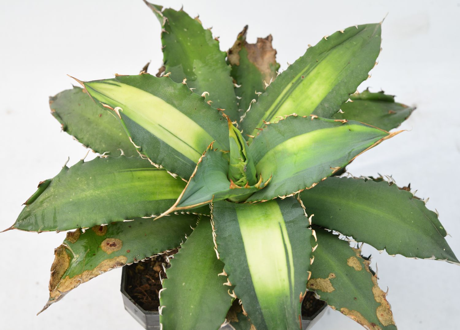 Agave titonata cv 'Solar Eclipse' Agave titonata cv 'Solar Eclipse'
