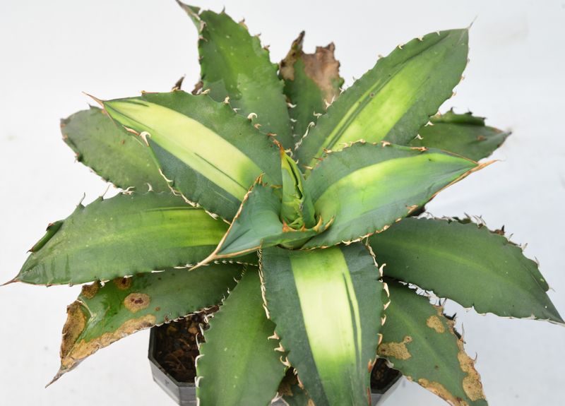 Agave titonata cv 'Solar Eclipse' Agave titonata cv 'Solar Eclipse'