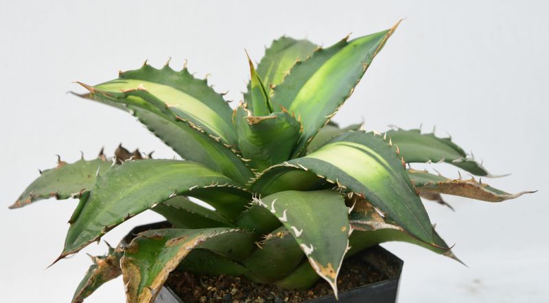 Agave titonata cv 'Solar Eclipse'
