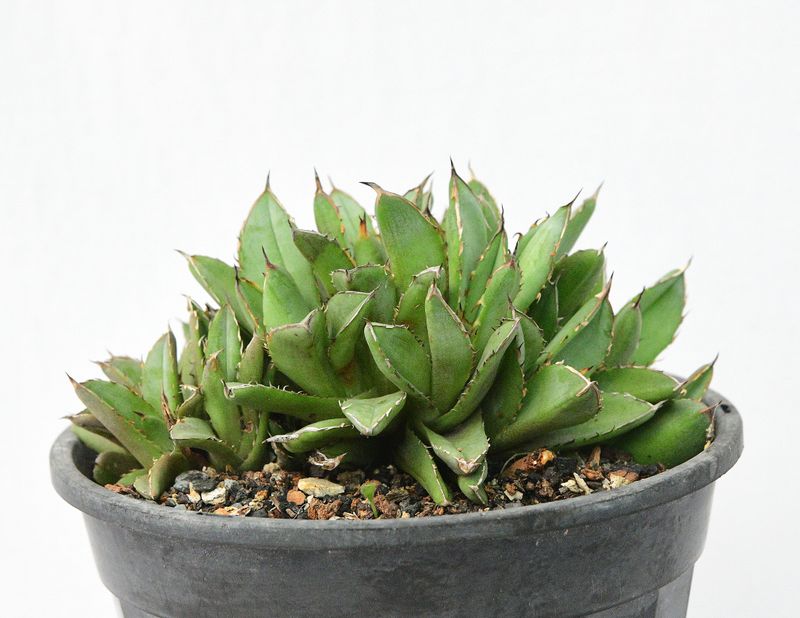 Agave titonata crest