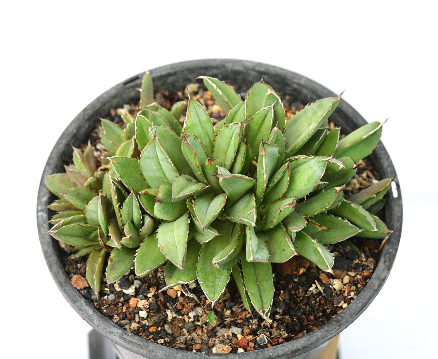 Agave titonata crest