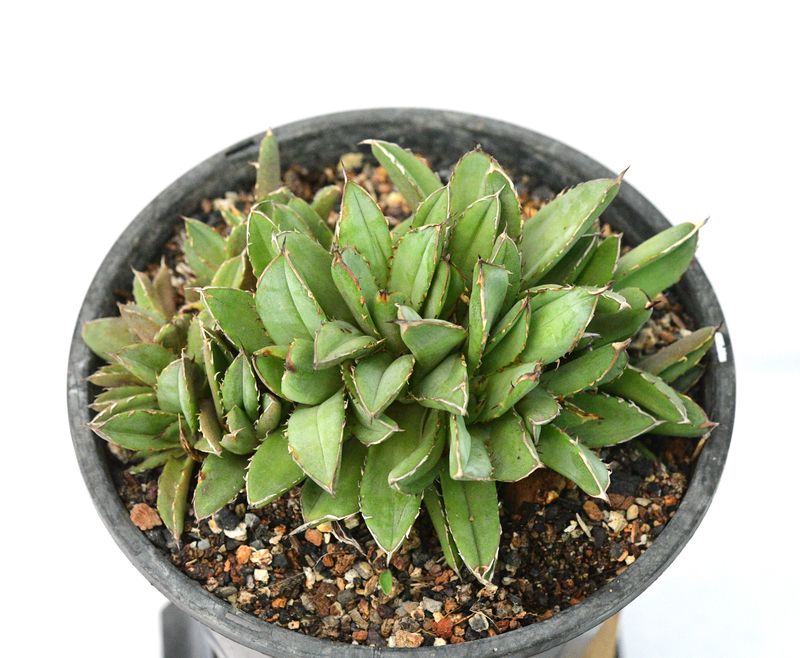 Agave titonata crest