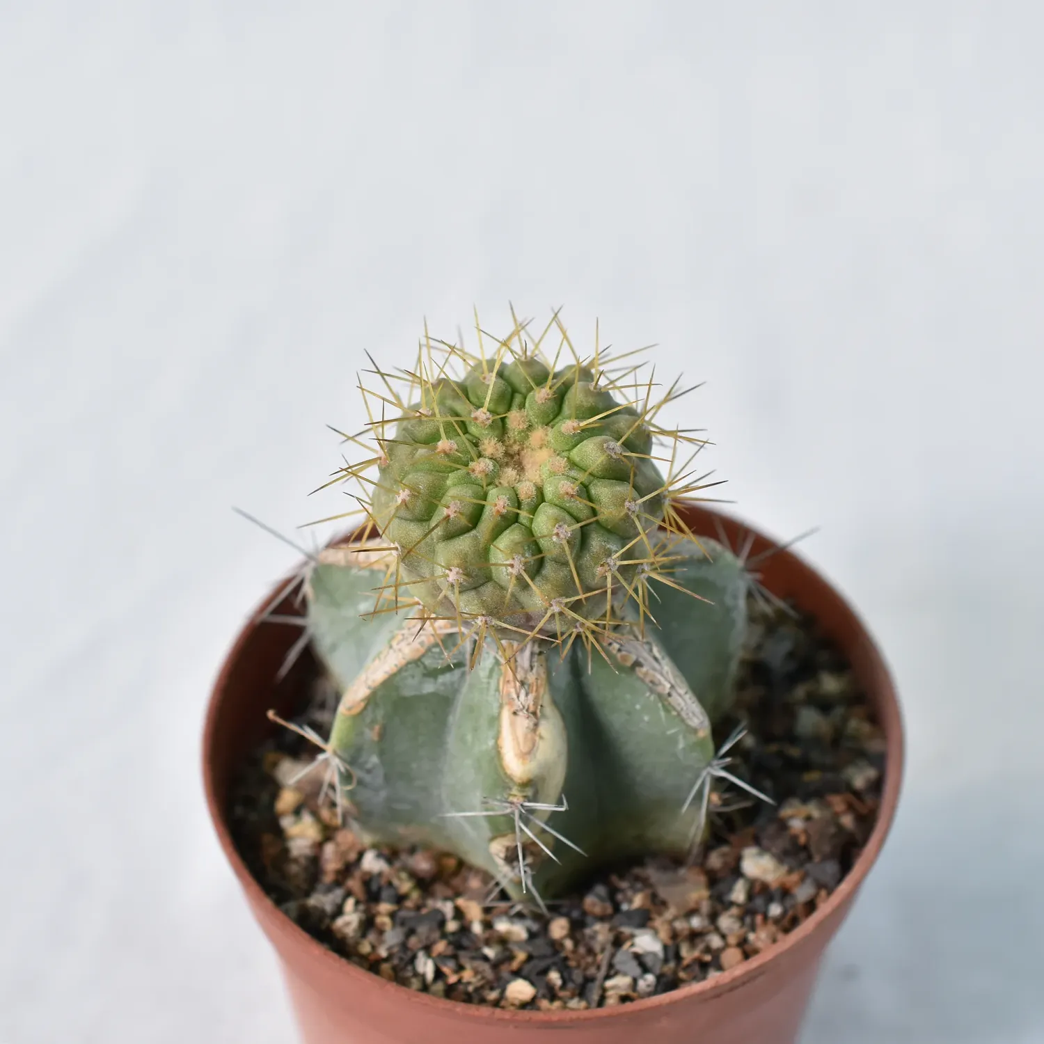 Copiapoa haseltoniana