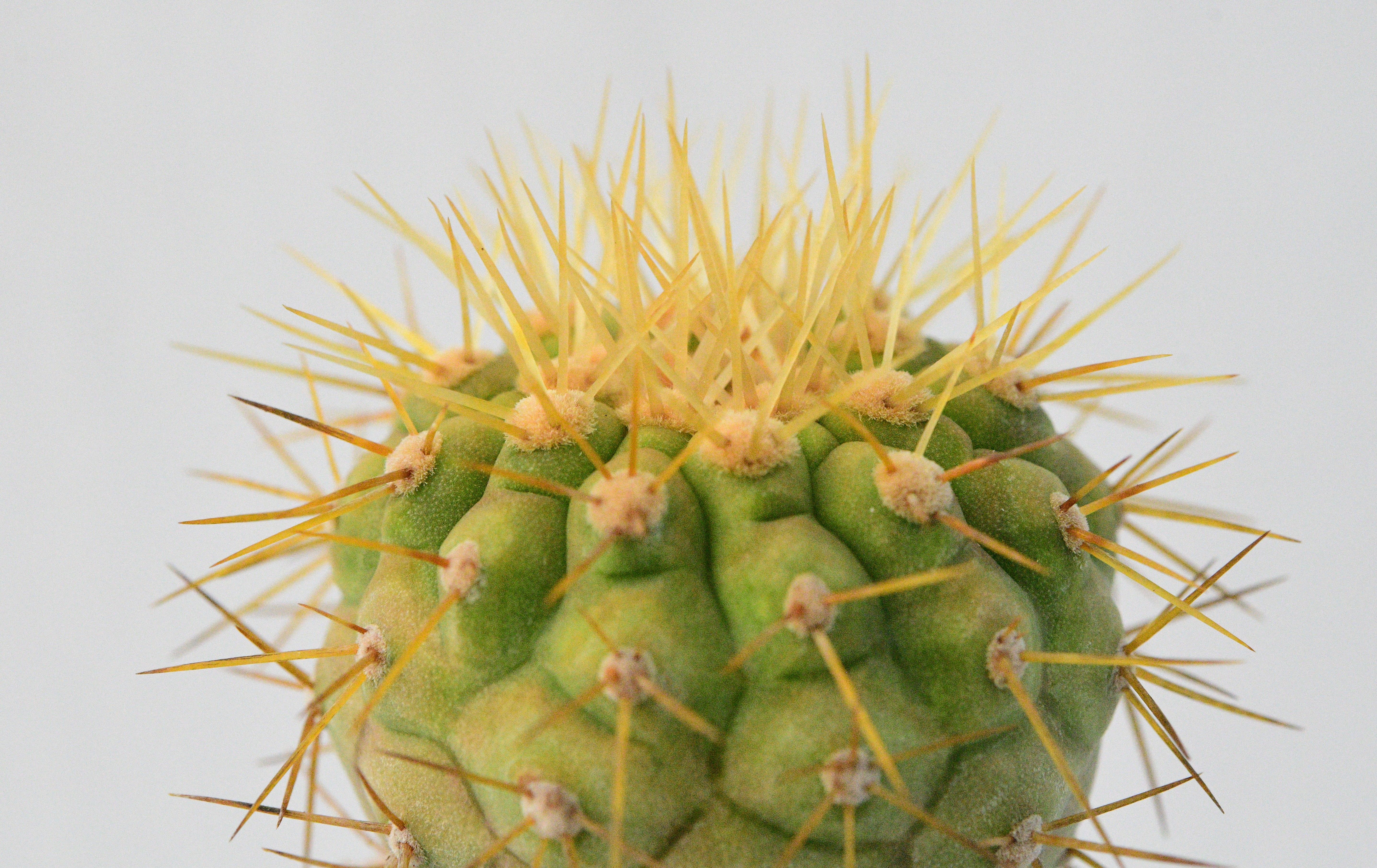 Copiapoa