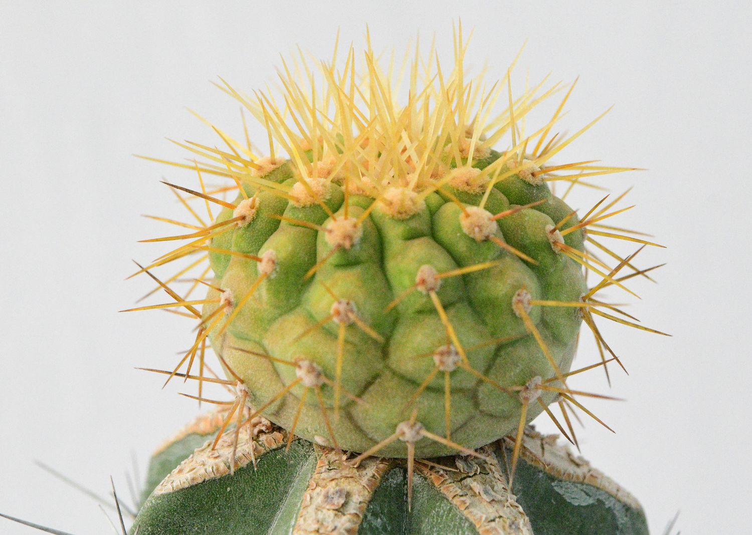 Copiapoa haseltoniana