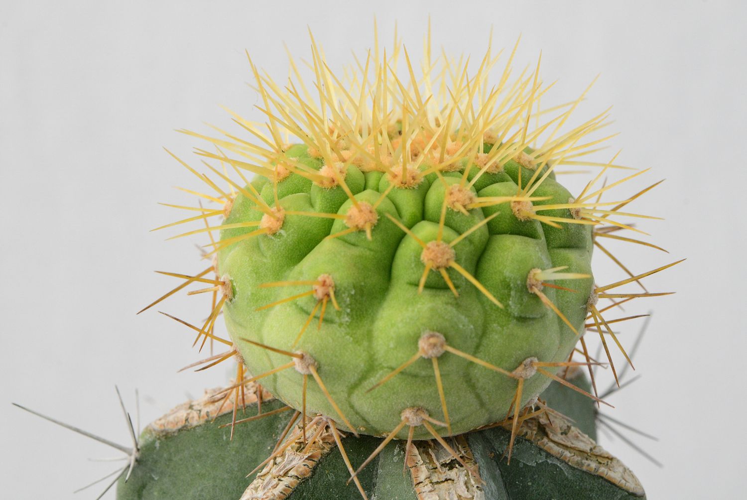 Copiapoa haseltoniana Copiapoa haseltoniana