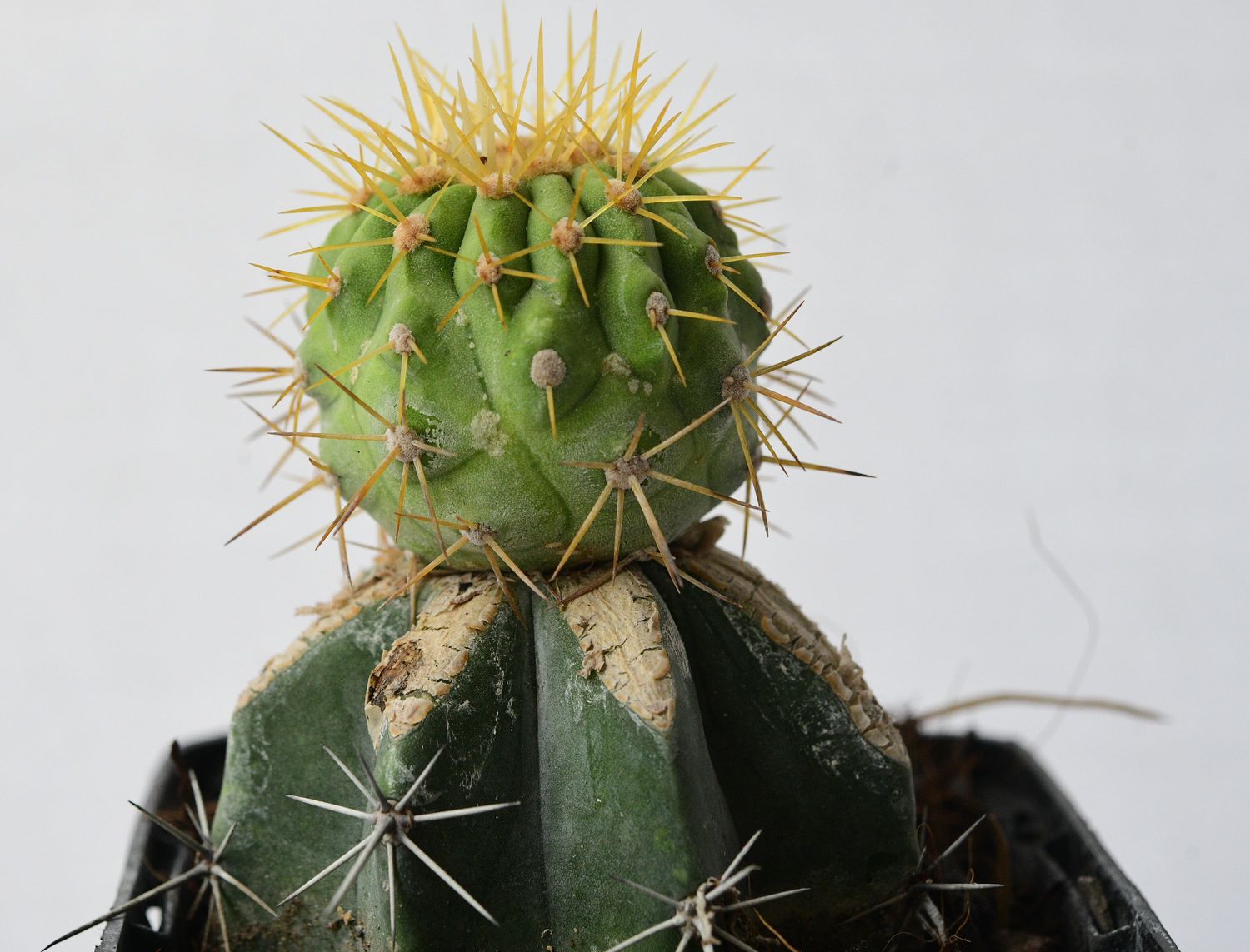 Copiapoa haseltoniana