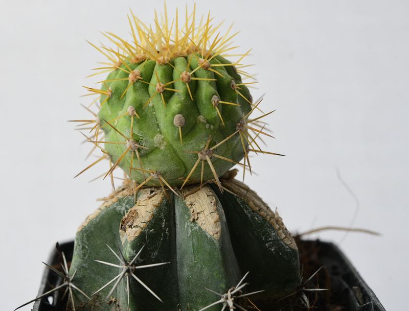 Copiapoa haseltoniana