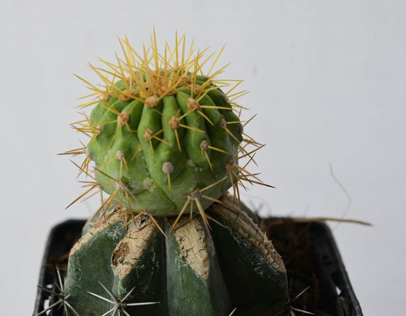 Copiapoa haseltoniana