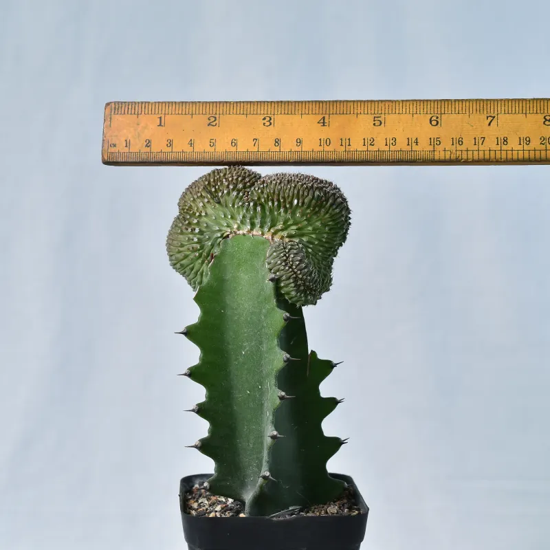 Euphorbia phillipsioides f. crest hort.