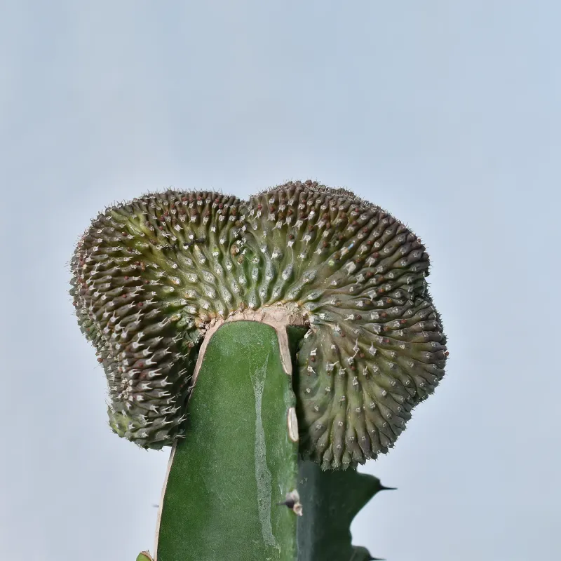 Euphorbia phillipsioides f. crest hort. Euphorbia phillipsioides f. crest hort.