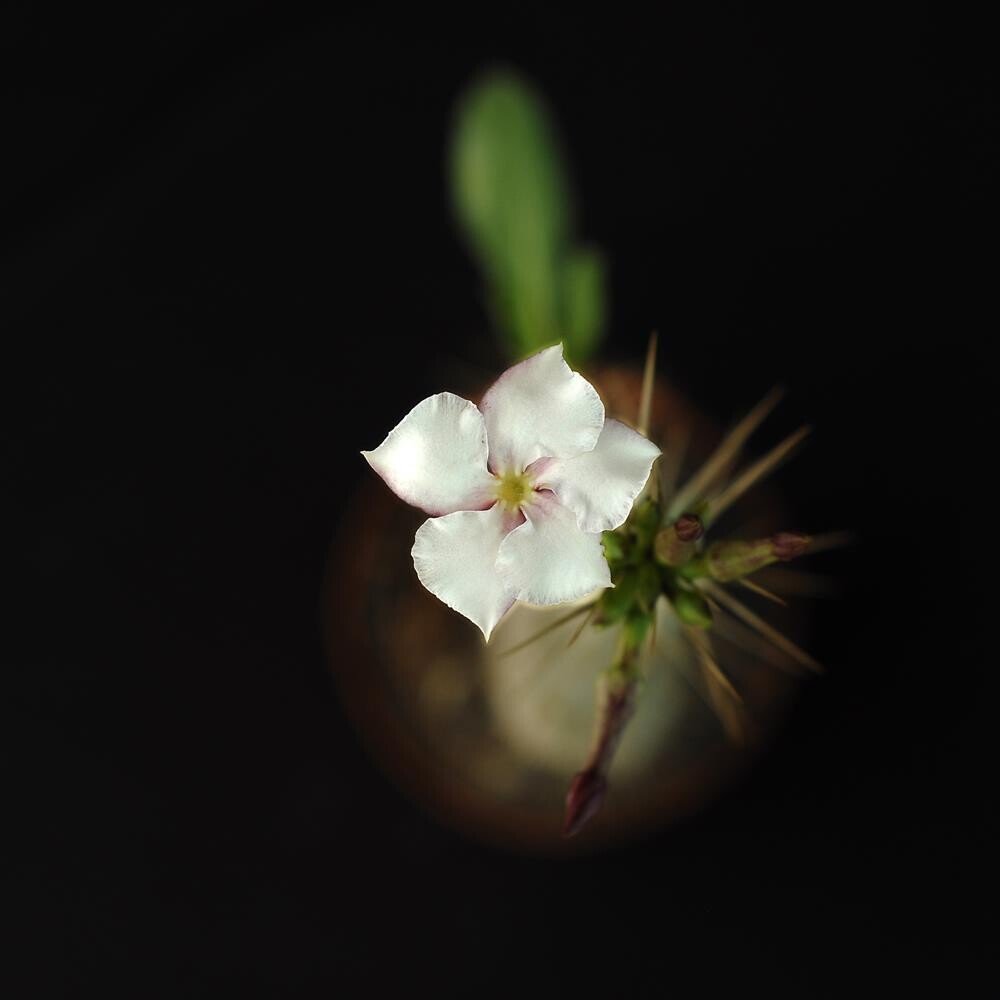 Pachypodium saundersii