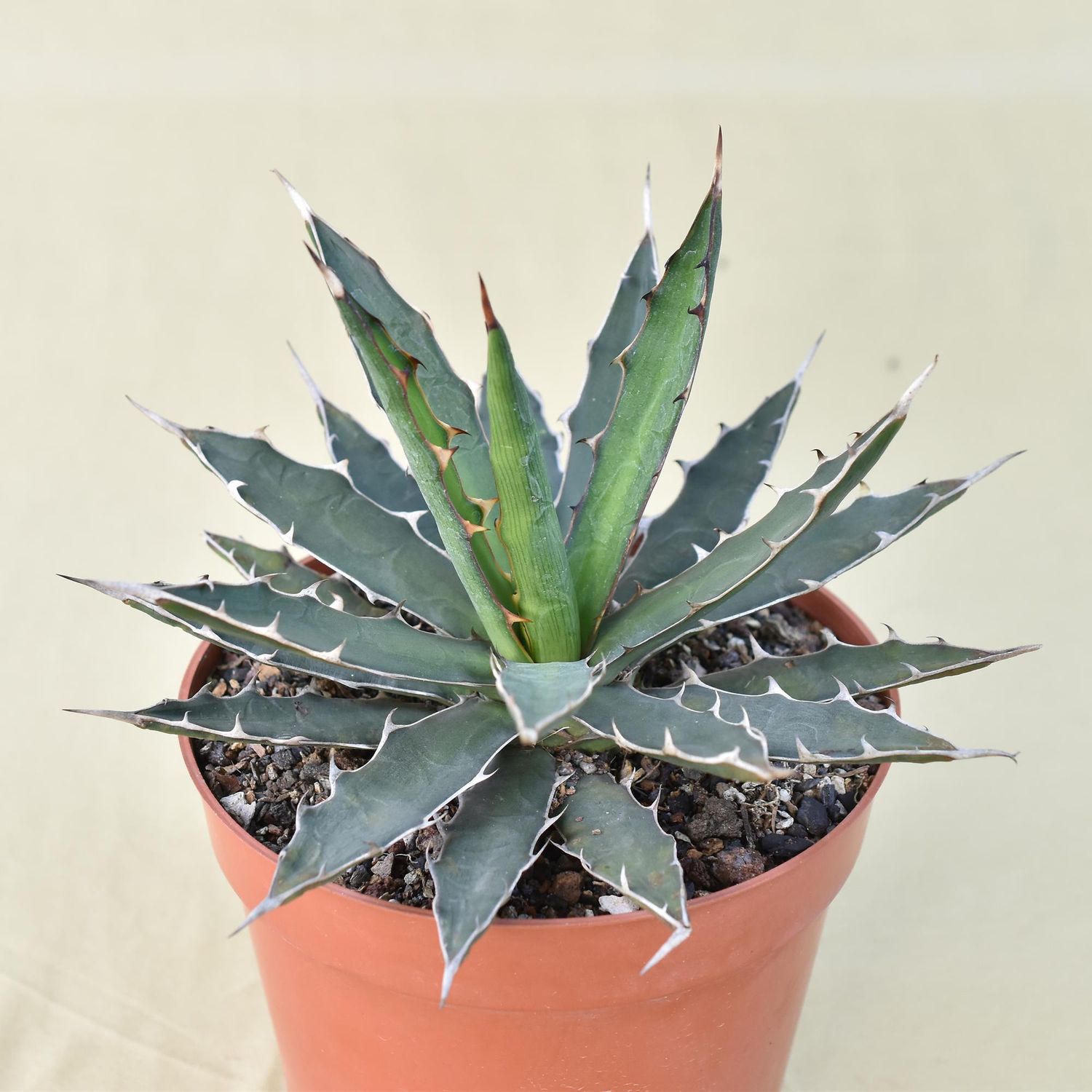 Agave xylonacantha
