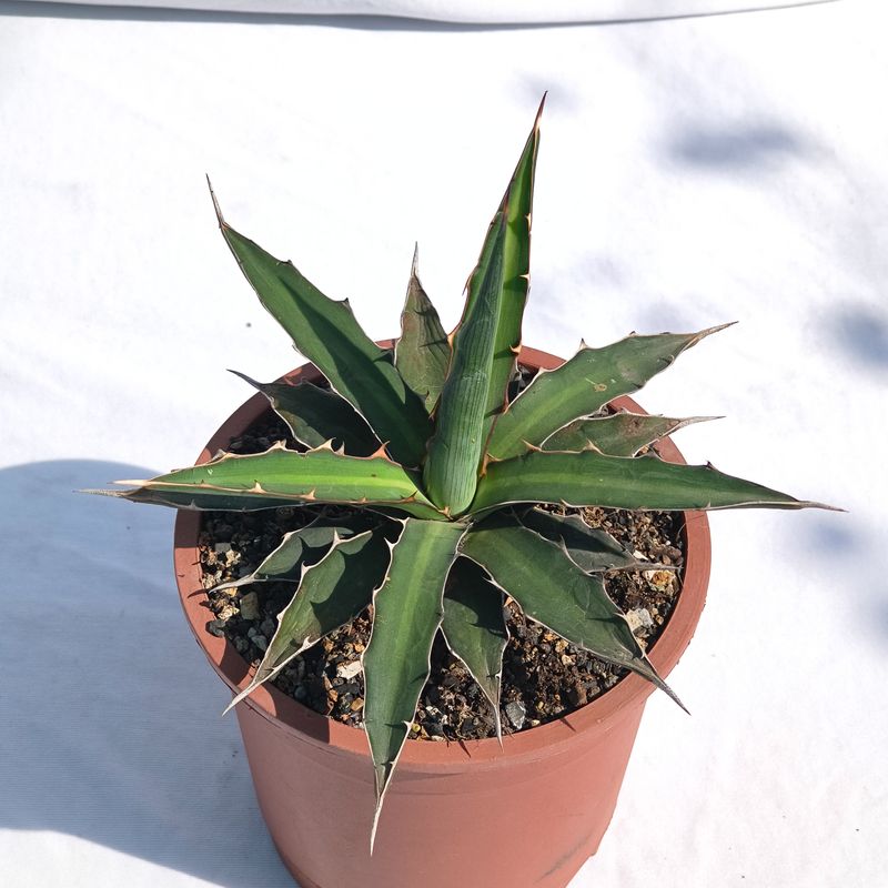 Agave xylonacantha