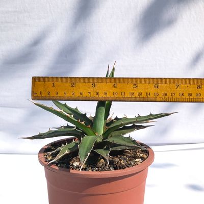 Shop Agave Xylonacantha | Serrated Desert Succulent
