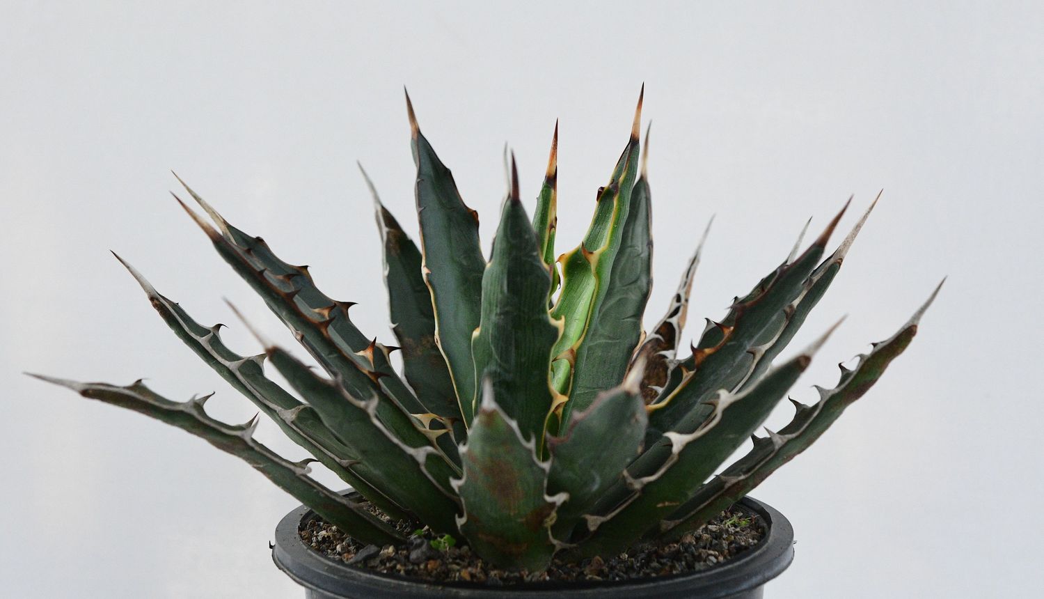 Agave xylonacantha Agave xylonacantha top-down view in pot