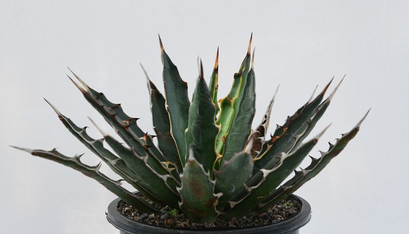 Agave xylonacantha Agave xylonacantha top-down view in pot