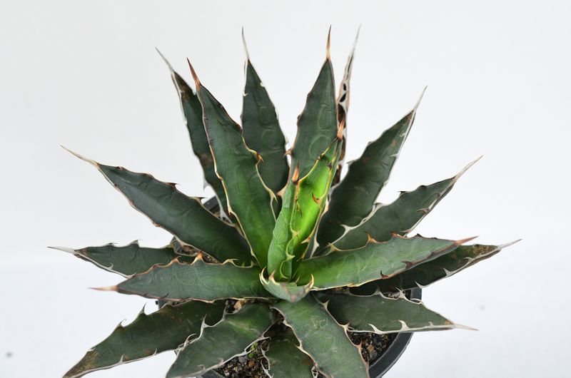 Agave xylonacantha front view with visible rosette