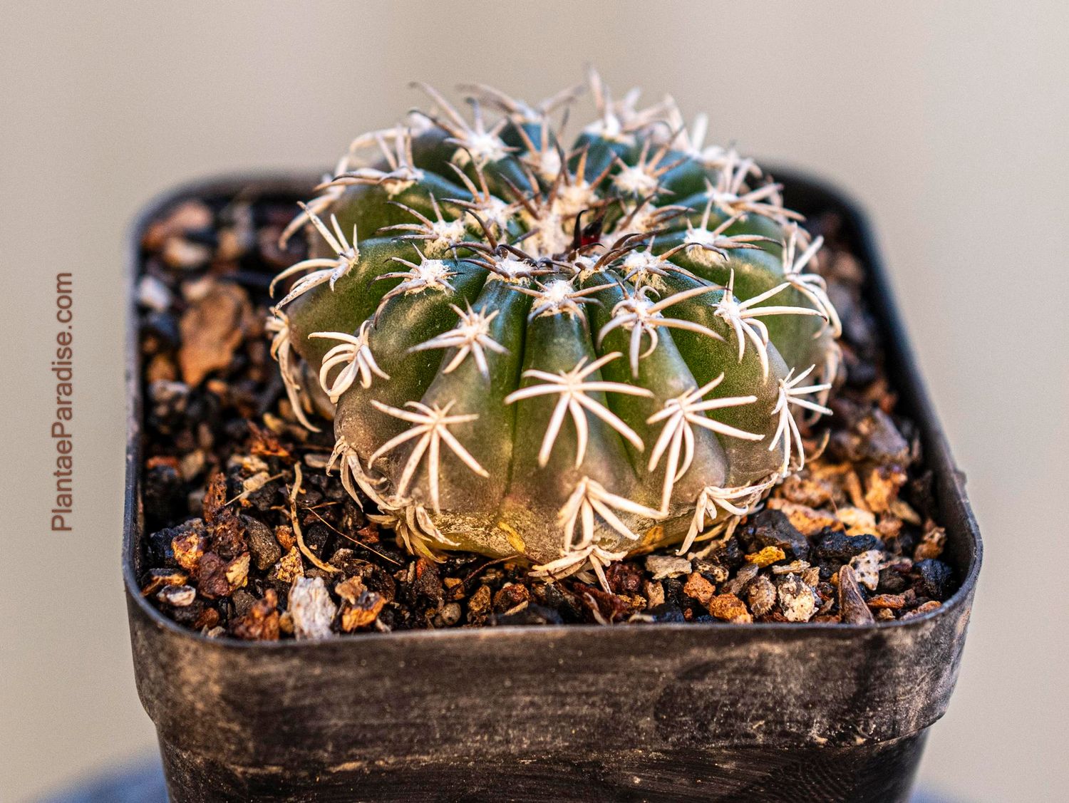 Discocactus woutersianus